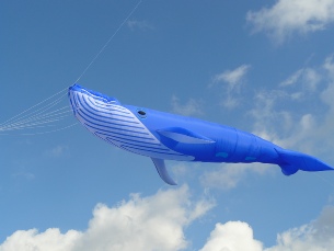 Sixty Foot Blue Whale